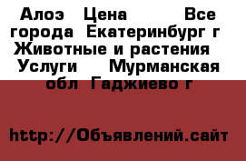 Алоэ › Цена ­ 150 - Все города, Екатеринбург г. Животные и растения » Услуги   . Мурманская обл.,Гаджиево г.